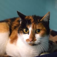 SAMOSSA, chatte à adopter