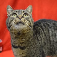 FOLKLO, chat à adopter