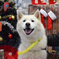 Nasko, chien à adopter