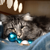 Titus, chat à adopter