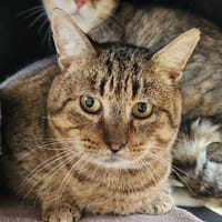 BANG QCT, chat à adopter