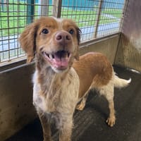 AUBADE, chienne à adopter