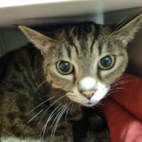 Mystère, chat à adopter