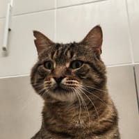 NADOOD QCT, chat à adopter