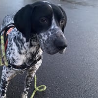 PRINCE, chien à adopter