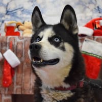 OZKO, chien à adopter