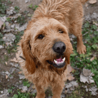 MILIO, chien à adopter