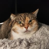 CHINE QCT, chatte à adopter