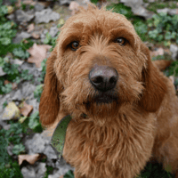 JODOK (en cours d'adoption), chien à adopter