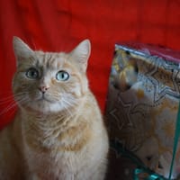 RUBY, chatte à adopter