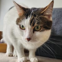 TORX QCT, chat à adopter