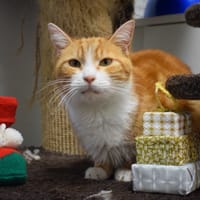 MAIGRICHON, chat à adopter