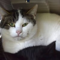 Tsuki, chat à adopter