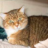 Bogart Cab3579, chat à adopter