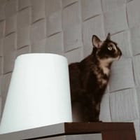 Szarlotka, kotka do adopcji