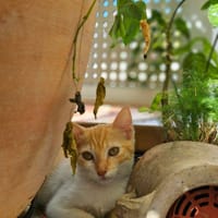 🐾   Bennington, femelle X européen née le 05/09/2025 🐱, chatte à adopter