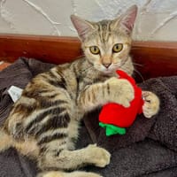 🐾   Aziza, femelle X européen, née le 05/05/2025🐱, chatte à adopter