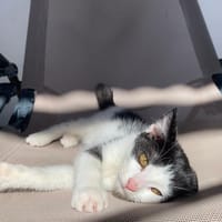 🐾   Athéa, femelle X européen née le 05/09/2025🐱, chatte à adopter