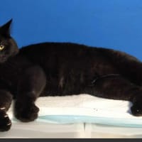 Timothy, chat à adopter