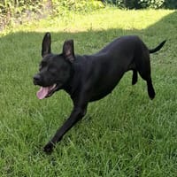 Tito, mâle croisé berger, né le 10/02/2022 🐶, chien à adopter