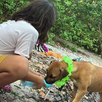 Soly, femelle X croiser berger, née le 01/05/2024, chienne à adopter