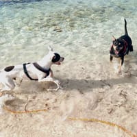 Neo, mâle croisé berger, né le 01/01/2025 🐶, chien à adopter