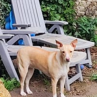 Gribouille, femelle croisée berger, née le 25/10/2024, chienne à adopter