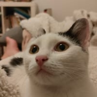 Marguerite, chatte à adopter