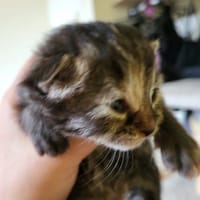 hoshie, chatte à adopter