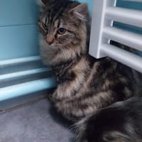 opium, chat à adopter