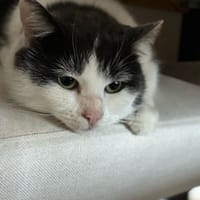 Zadig de Maisons Alfort, chat à adopter