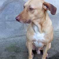 Fifi, mâle croisé berger, né le 15/06/2022 🐶, chien à adopter