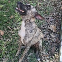 Donna, femelle, croisée berger, née le 10/09/2023, chienne à adopter