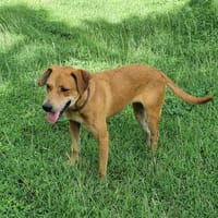 Bonny, femelle X berger, née le 28/11/2024, chienne à adopter