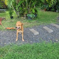 Bonny, femelle X berger, née le 28/11/2024, chienne à adopter