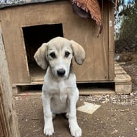 Phia, chienne à adopter