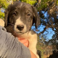 Esco, chien à adopter