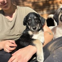 Poppy, chienne à adopter