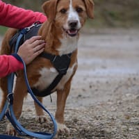 RAYA, chienne à adopter