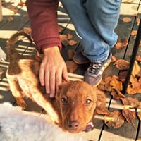 Biche, chienne à adopter