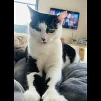 NAHLA, chatte à adopter