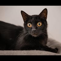 DINAH, chatte à adopter