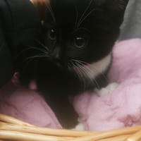 Dolce, chatte à adopter