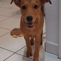 Ynook, mâle X croisé berger né le 06/09/2025, chien à adopter