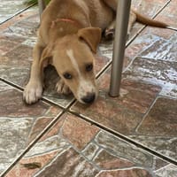 Tyna, femelle X croiser berger , née le 15/08/2025, chienne à adopter