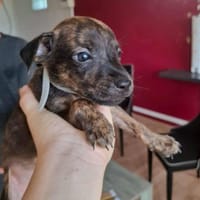 Ototo, mâle X croisé né le 21/09/2025, chien à adopter