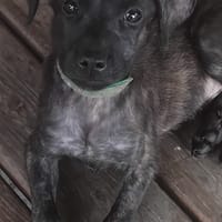 Orso, mâle X croisé né le 21/09/2025, chien à adopter