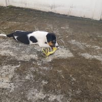 Only, femelle Xborder collie née le 09/10/2025, chienne à adopter