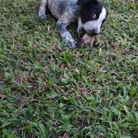 Kaly, femelle X berger, née le 26/09/2025 🐶, chienne à adopter