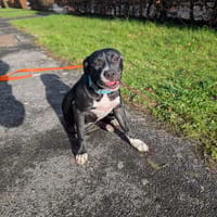 Iris, femelle croisée créole, née le 25/06/2025 🐶, chienne à adopter